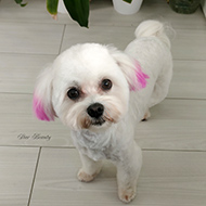 ����� ���������� StarBeauty