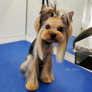 ����� ���������� StarBeauty