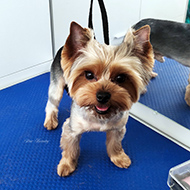 ����� ���������� StarBeauty