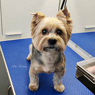 ����� ���������� StarBeauty