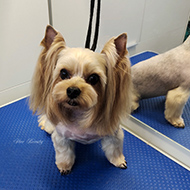 ����� ���������� StarBeauty