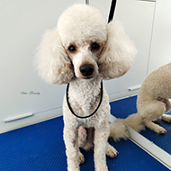 ����� ���������� StarBeauty