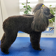 ����� ���������� StarBeauty